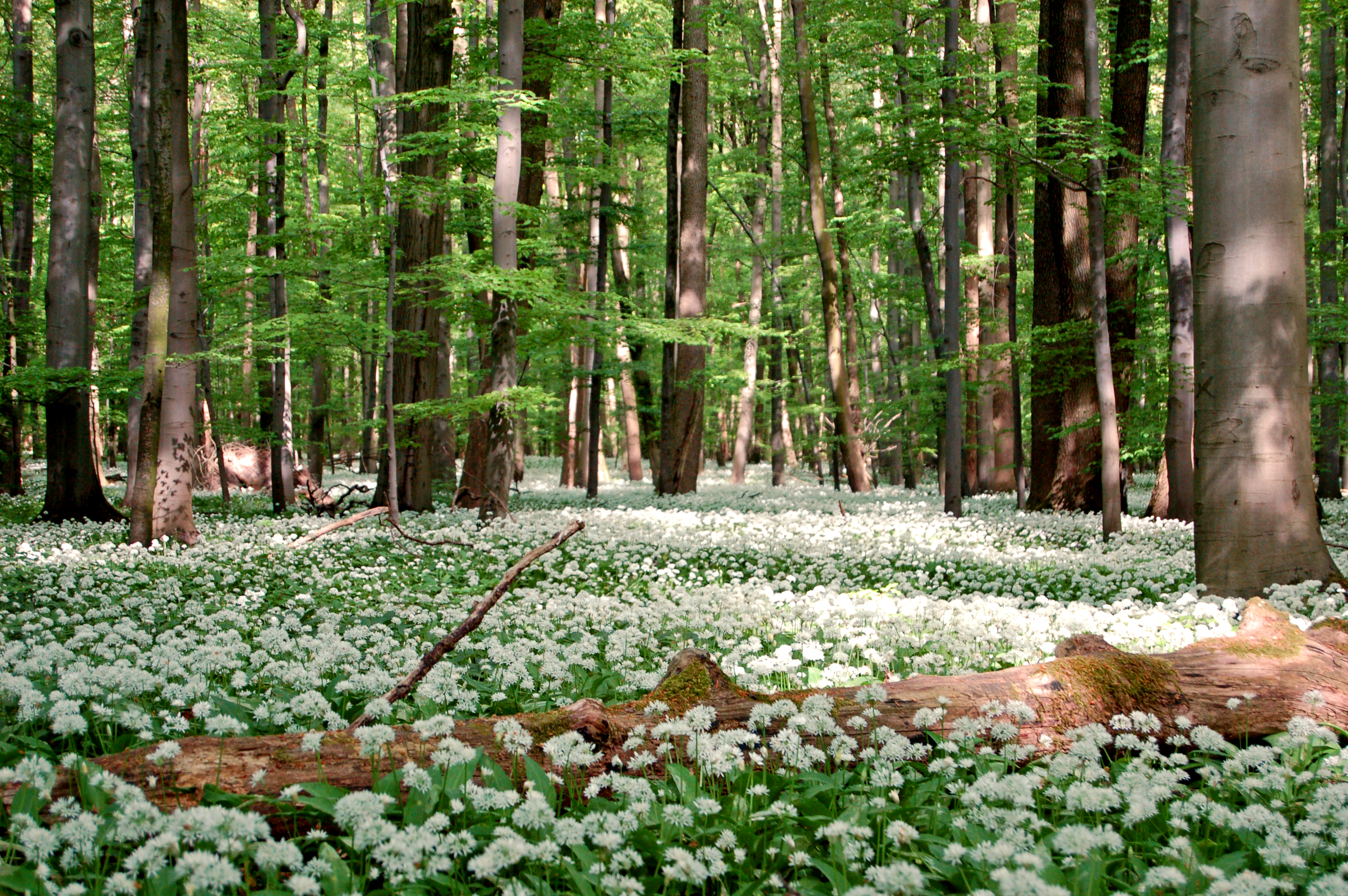 Sonniger Blick in einen Buchenwald, dessen Boden von weißblühendem Bärlauch bedeckt ist